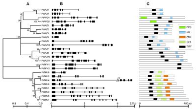 Identification of TIFY Family Genes and Analysis of Their Expression Profiles in Response to Phytohormone Treatments and Melampsora larici-populina Infection in Poplar